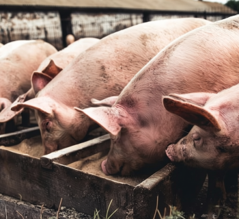 Pig Farm