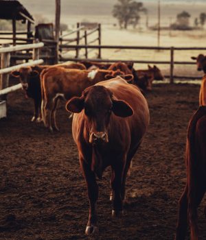 Brown Jersey Cow standing in corral looking at camera on South African farm
