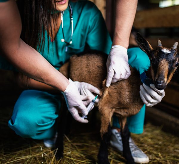 Man and woman veterinarians at large goat farm checking goat's health.