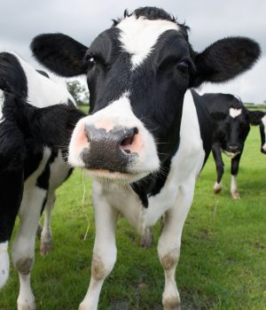 "Black and white cows in a pasture. Wiltshire, England."