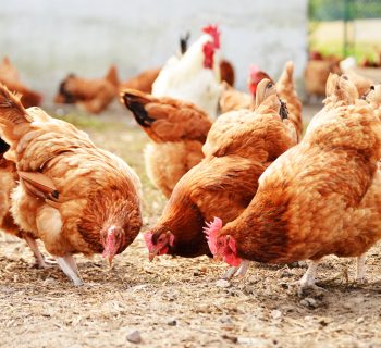 Chickens on traditional free range poultry farm